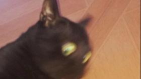 兔子姐姐吃瓜,兔子姐姐的瓜田奇遇记